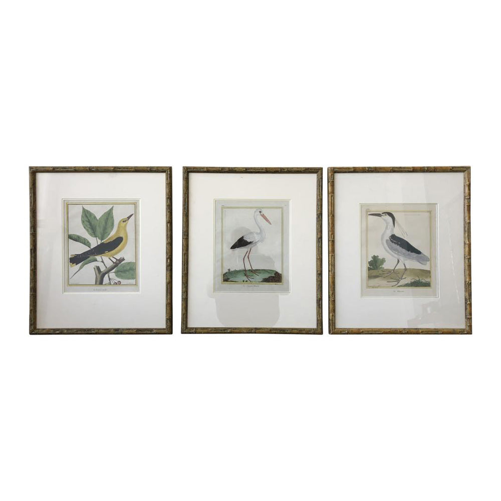 Bamboo Francois Nicholas Martinet Bird Prints