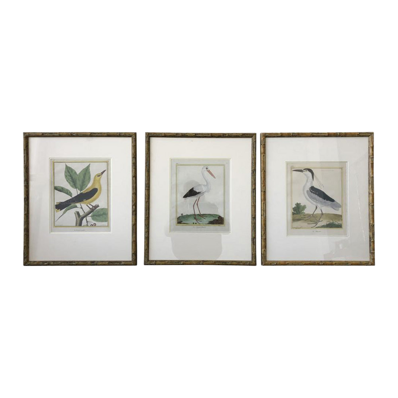 Bamboo Francois Nicholas Martinet Bird Prints